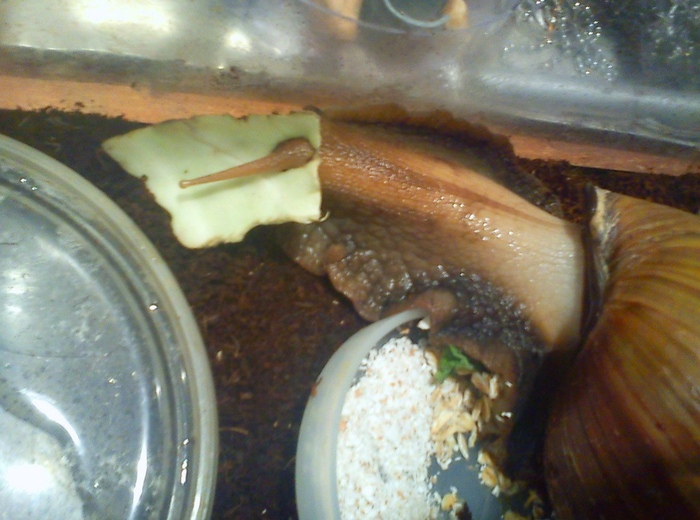 Маскировка какого-то там лвл