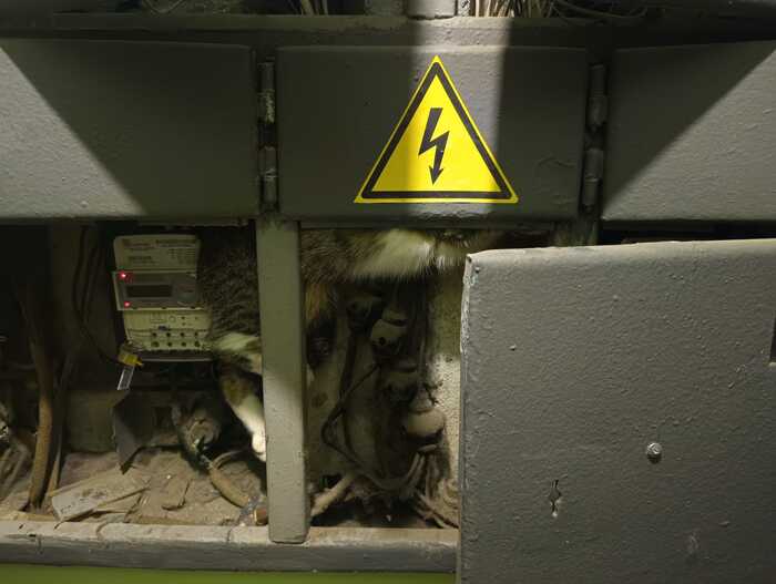 Как я кота спасала