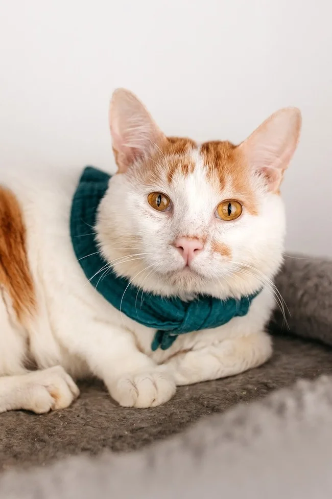 Affectionate bobtail Grig is looking for a home - Kurilian Bobtail, In good hands, Moscow, cat, Redheads, Shelter, Overexposure, Homeless animals, Cat lovers, Tricolor cat, Longpost