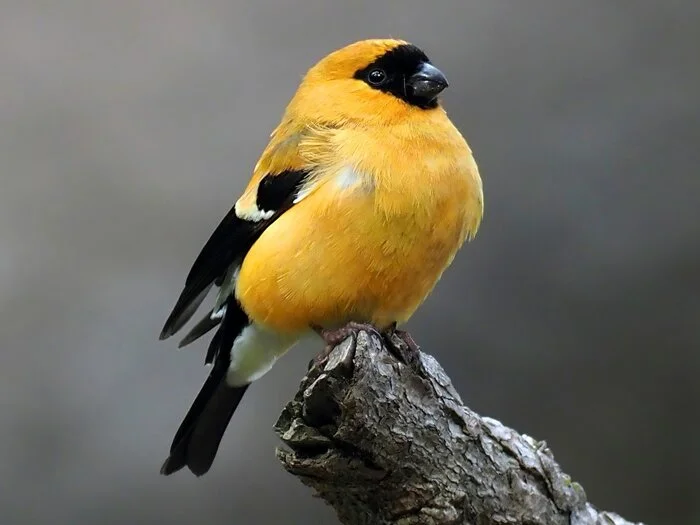 Orange Bullfinch - The photo, From the network, Passeriformes, Family finchidae, Bullfinches, Birds, Ornithology, wildlife