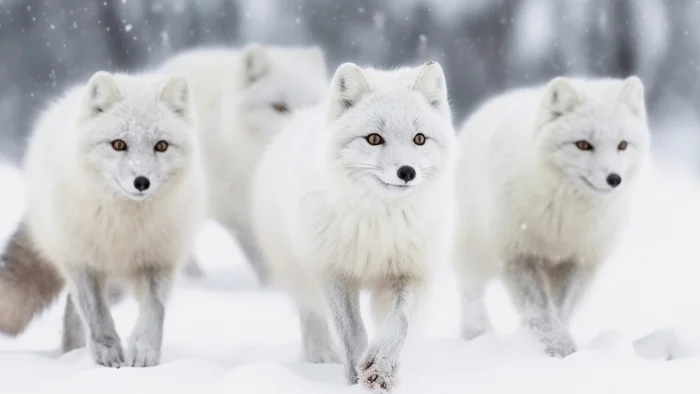 Four Foxes of the Apocalypse O__O - The photo, Fox, Arctic fox, Animals, In the animal world, Winter, Snow, Fluffy