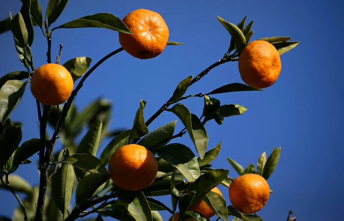 Russia Bans Import of Mandarins from Abkhazia - Politics, Russia, Abkhazia, Ban, Tangerines, news