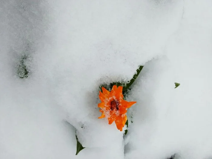 Calendula - My, Winter, Snow, Nature, Calendula, Flowers, Mobile photography, Longpost