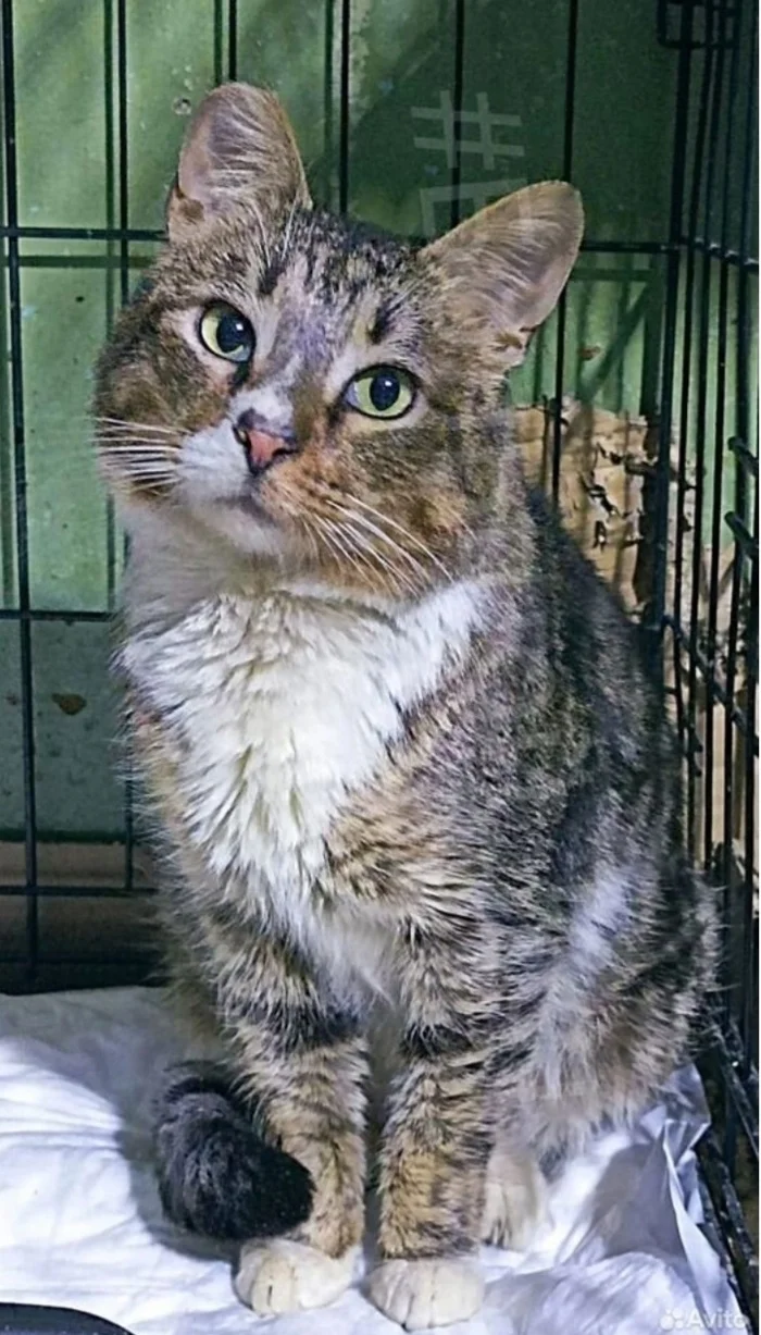 Tishka has been living in a cage for over a year now, and he can’t run around, stretch his paws, or be curious about what’s going on in general on earth. - In good hands, No rating, cat, Saint Petersburg, Leningrad region