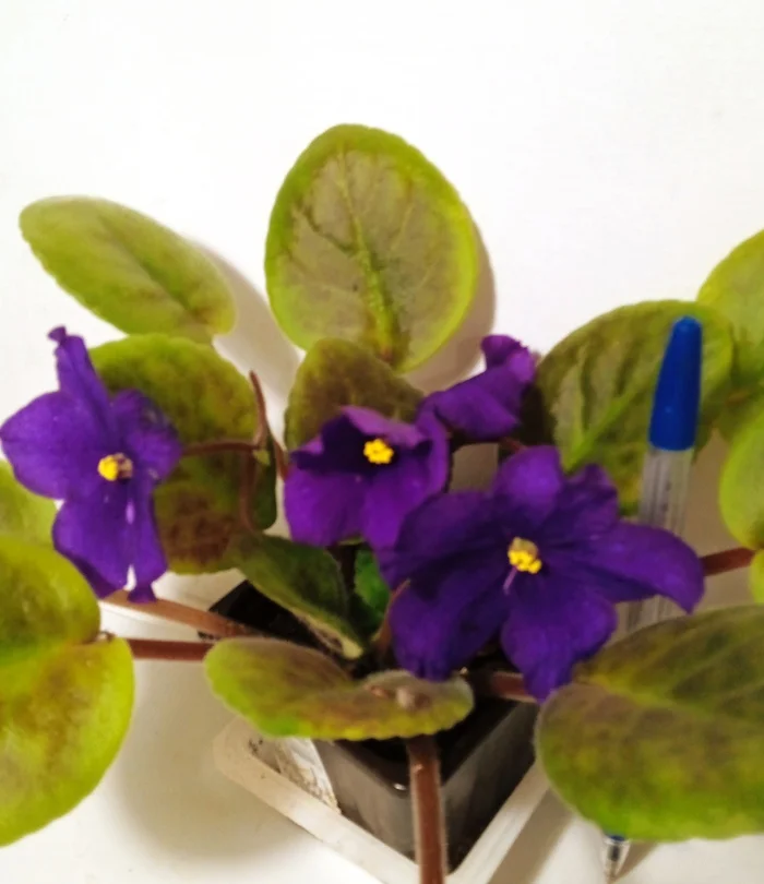 Violets in December - My, Violets, Houseplants