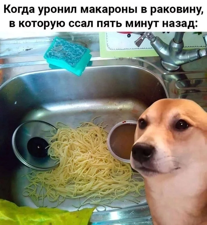 Well, grandpa will finish eating. - Memes, Toilet humor, Picture with text, Dog, Pasta, Failure, Sink