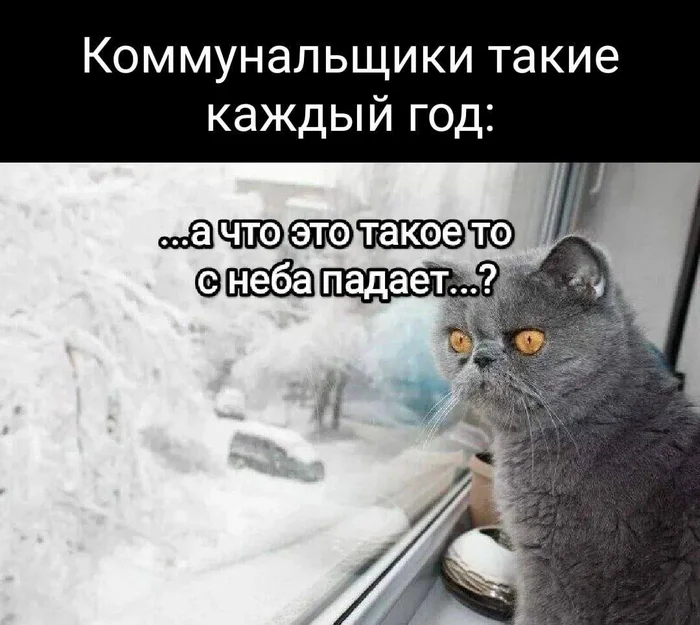 This has never happened before and here it is again - Humor, Picture with text, Telegram (link), cat, Utility services, Snow