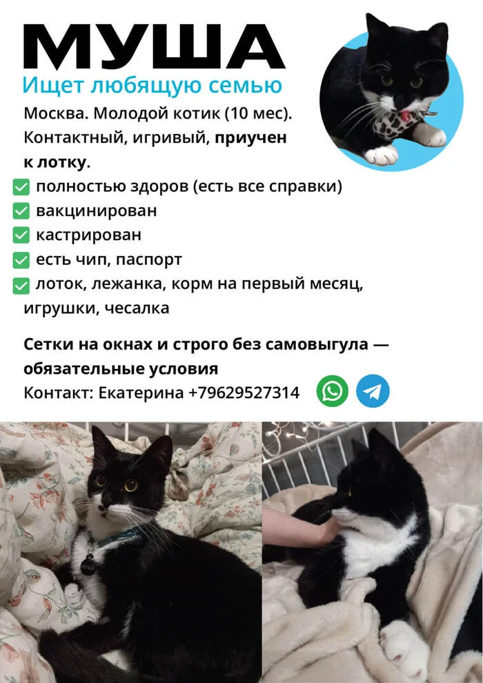 We are looking for the best family for a young cat Musha - My, In good hands, cat, Moscow, Overexposure