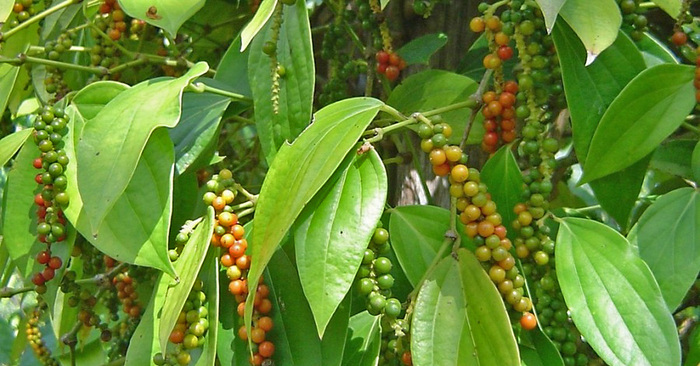      .    <!--noindex--><a href="https://pikabu.ru/story/spetsii_perets_chernyiy_12112640?u=http%3A%2F%2Fimperiyaroz.ru&t=imperiyaroz.ru&h=5a5435b8b78d2f7334d1984df7a84fc68c365fd8" title="http://imperiyaroz.ru" target="_blank" rel="nofollow noopener">imperiyaroz.ru</a><!--/noindex-->.