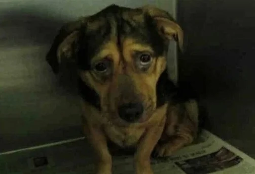 Sad dog finds loving owner and transforms - Shelter, Animals, Dog, Pets, Kindness, Care, The rescue, Telegram (link), Longpost