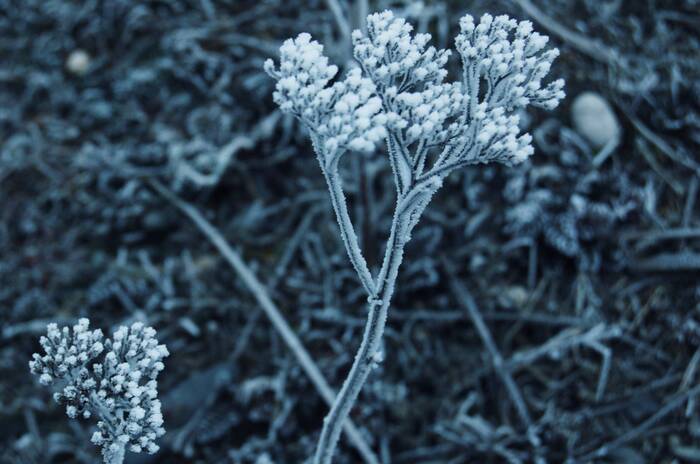 Frost - My, The photo, Nature, Plants, Frost, Winter