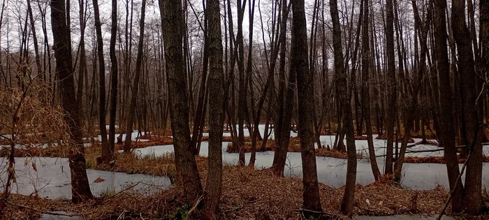 Лес. Село Бабяково - Моё, Лес, Зима, Декабрь, Село, Мобильная фотография