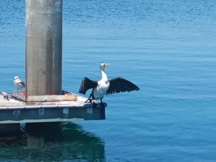 Greetings from an Australian bird - My, Australia, Trip around the world, Around the world, Travels, The photo