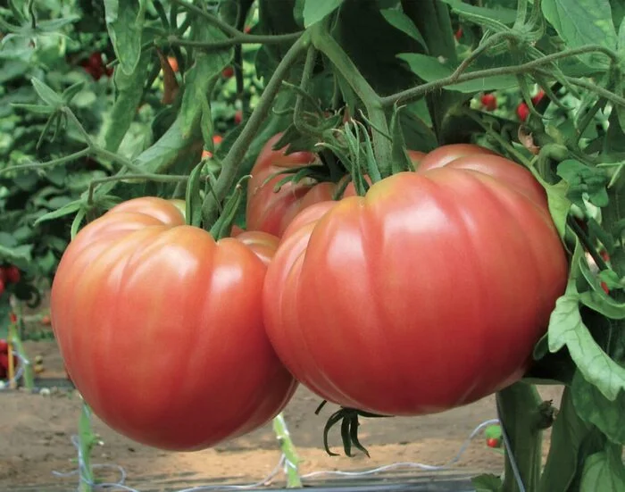 Fantastic harvest: Tomatoes with bunches that made farmers rethink their scales! - My, Garden, Gardening, Garden, Dacha, Tomatoes, Longpost