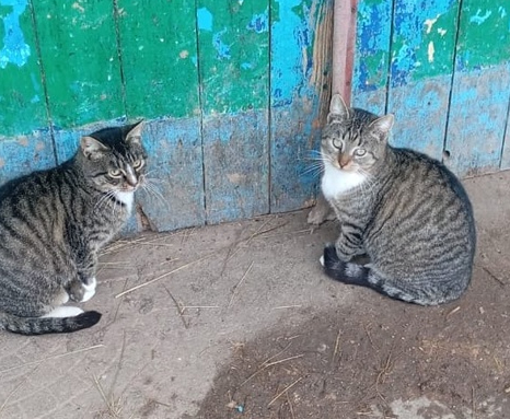 Малышам-котикам срочно нужен дом. Уже зима - Без рейтинга, Сила Пикабу, Кот, Спасение, Боровск, Калужская область, Бездомные животные, В добрые руки, Спасение животных, Москва, Московская область, ВКонтакте (ссылка)