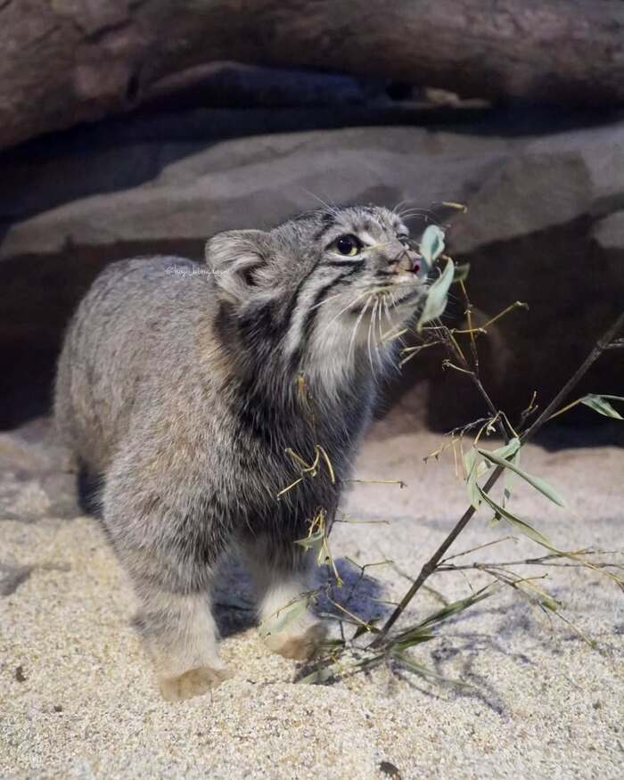 Girls will be girls - Predatory animals, Cat family, Wild animals, Zoo, Pallas' cat, Small cats, The photo, Young