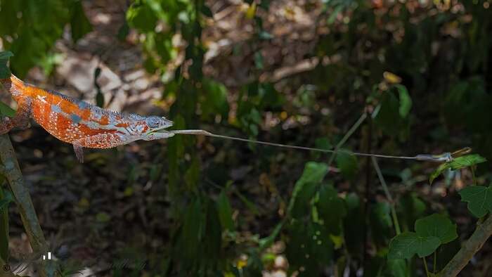 Panther Chameleon Hunting - Chameleon, Reptiles, Wild animals, wildlife, Madagascar, Language, Hunting, The photo