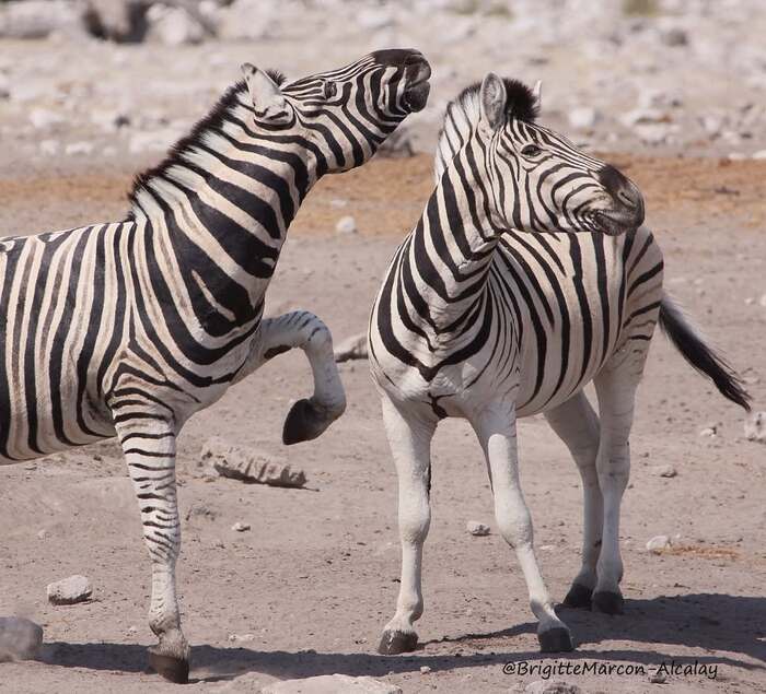 Maybe we should dance? - zebra, Odd-toed ungulates, Wild animals, wildlife, National park, South Africa, The photo