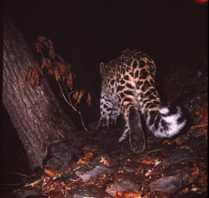 The paw is good, and the tail is just fantastic - Far Eastern leopard, Paws, Footprints, Leopard, Big cats, The photo, Wild animals, Cat family, Predatory animals, wildlife, Telegram (link)