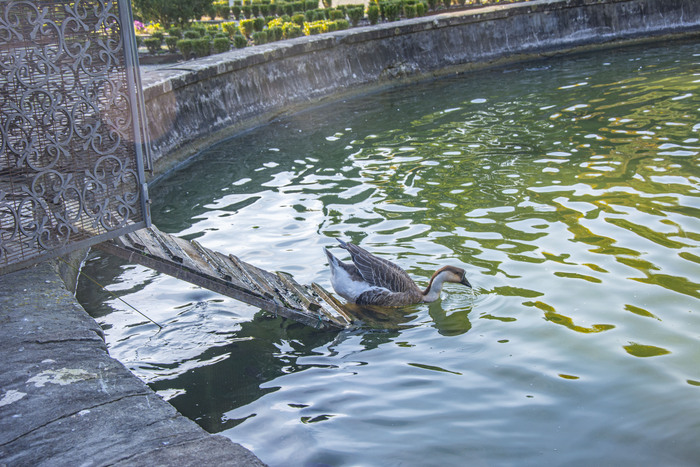 ����� �� ���� ��������