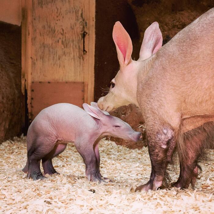 Baby aardvark with his mother - Aardvark, Young, Wild animals, Zoo, The photo