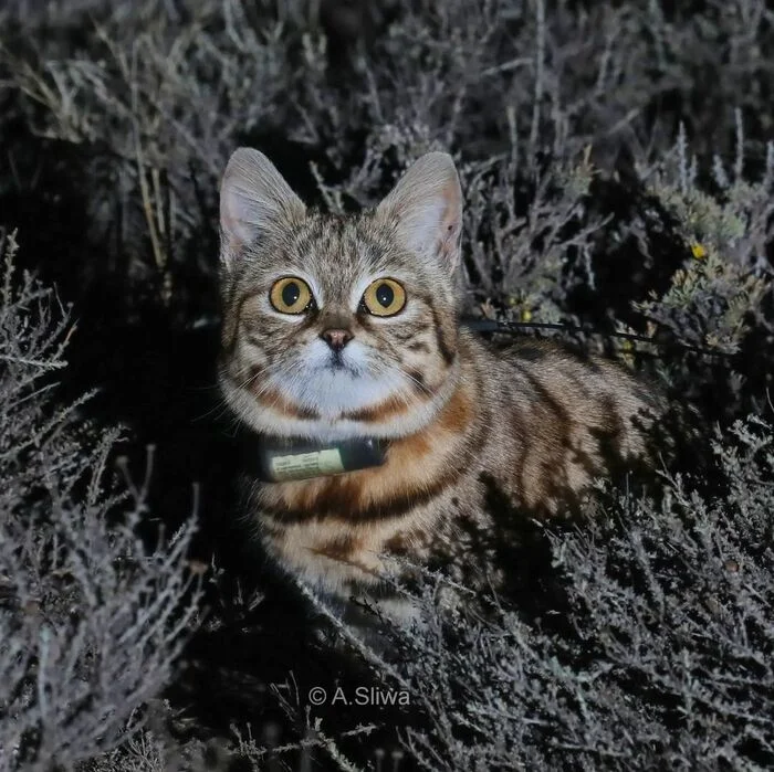 Ornithologist - Black-footed cat, Small cats, Cat family, Predatory animals, Wild animals, wildlife, Reserves and sanctuaries, South Africa, The photo, Night shooting