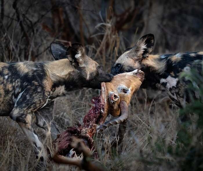 African wild dogs share the head of an impala - Hyena dog, Canines, Predatory animals, Wild animals, wildlife, Reserves and sanctuaries, South Africa, The photo, Head, Mining