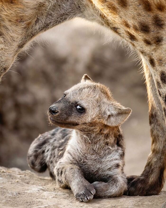 A sly look - Young, Hyena, Spotted Hyena, Predatory animals, Wild animals, wildlife, Reserves and sanctuaries, South Africa, The photo