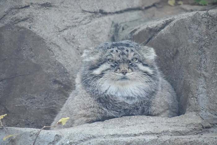 It seems Lotus is not happy - Predatory animals, Cat family, Wild animals, Zoo, Pallas' cat, Small cats, The photo, Longpost