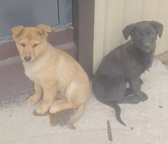 Biba and Boba, two puppies looking for a home (Moscow and Moscow region) - The strength of the Peekaboo, Puppies, In good hands, Animals, Milota, Moscow, Longpost, Dog