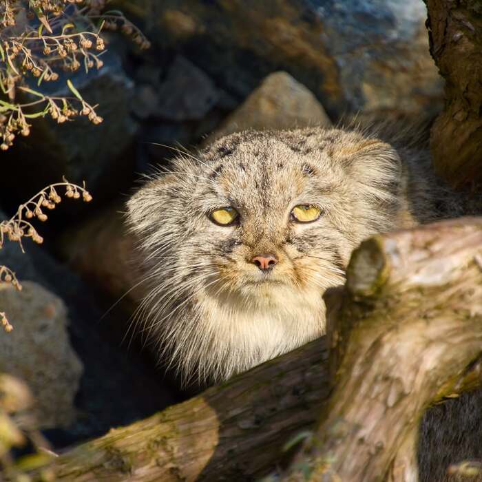 Tigromanulya - Predatory animals, Cat family, Wild animals, Zoo, Pallas' cat, Small cats, The photo