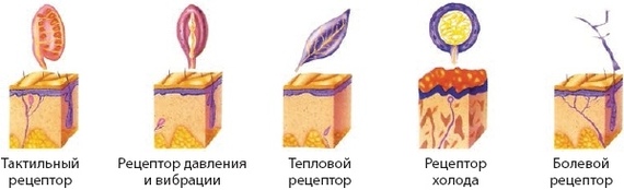 Органы чувств. Сколько чувств у человека? - Моё, Cmt, Здоровье, Длиннопост