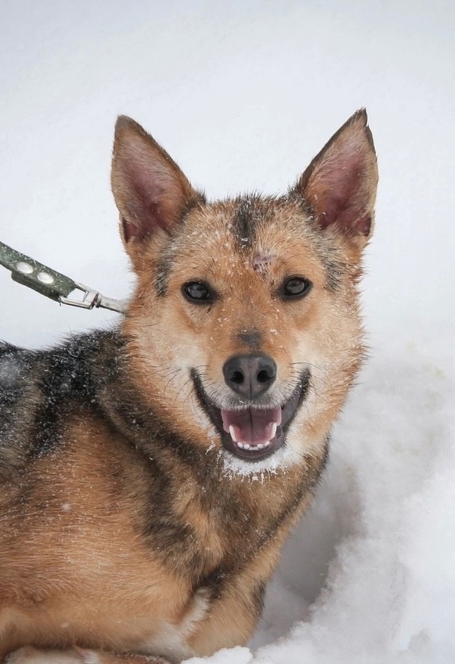 SHPULKA - a dog girl is waiting for her owner - Overexposure, Volunteering, Homeless animals, In good hands, Shelter, Dog, Kindness, Permian, Longpost