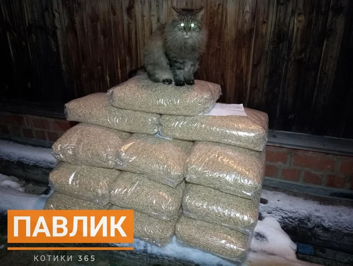 Pavlik 06.12.2024 - cat, Pet the cat, Homeless animals, Shelter, Cat lovers