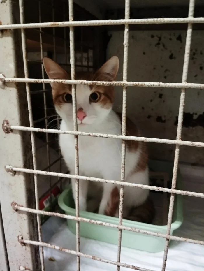 The cat really needs a foster home or a new home right away! - Overexposure, In good hands, Homeless animals, Volunteering, Shelter, Permian, cat, Cat lovers, Kindness, Helping animals, Video, Vertical video, Longpost