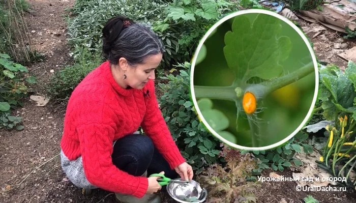 I didn't know this about celandine. What is the use of this weed - My, Gardening, Chemistry, Garden, Garden, Health, Life hack, Medicinal herbs, Healthy eating, House, Gardener, Longpost