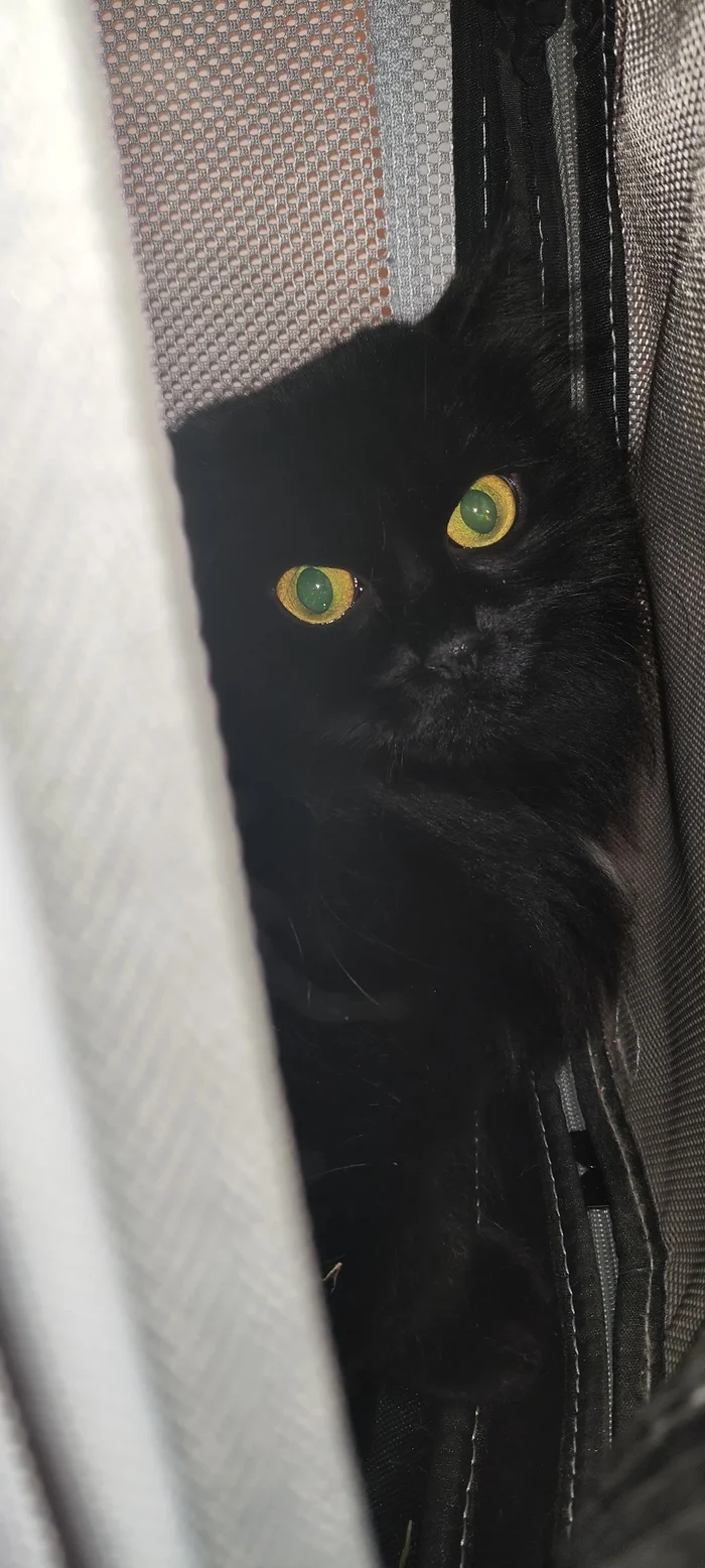 Fili Davydkovo, a cat was found in the entrance, urgently looking for a foster home or a home! - JSC, Fili-Davydkovo, Kuntsevo, Moscow, Homeless animals, In good hands, Black cat, cat, No rating, Help, Helping animals, Longpost