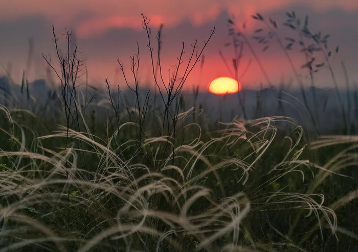 Remembering May - My, Feather grass, Steppe, Rostov region, Landscape