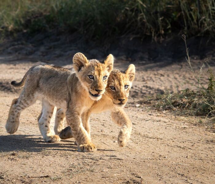 Tamara and I go as a couple. - Lion cubs, a lion, Big cats, Cat family, Predatory animals, Wild animals, wildlife, Kruger National Park, South Africa, The photo