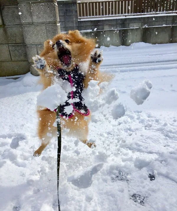 Beast - Images, Humor, Winter fun, Dog