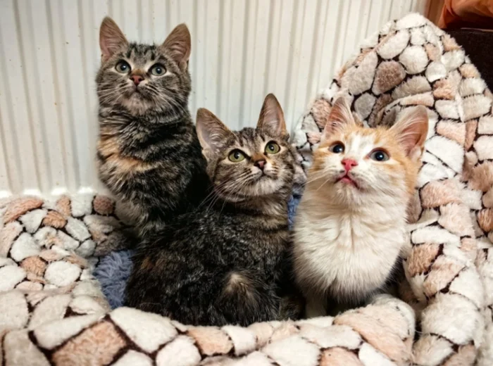 Marble beauties Chunga, Changa and Stesha - My, Kittens, In good hands, Moscow, Animal shelter, cat, Small cats, Kindness, Pets, No rating, Helping animals, Fluffy, Animal Rescue, Volunteering, Cat lovers, Video, Longpost