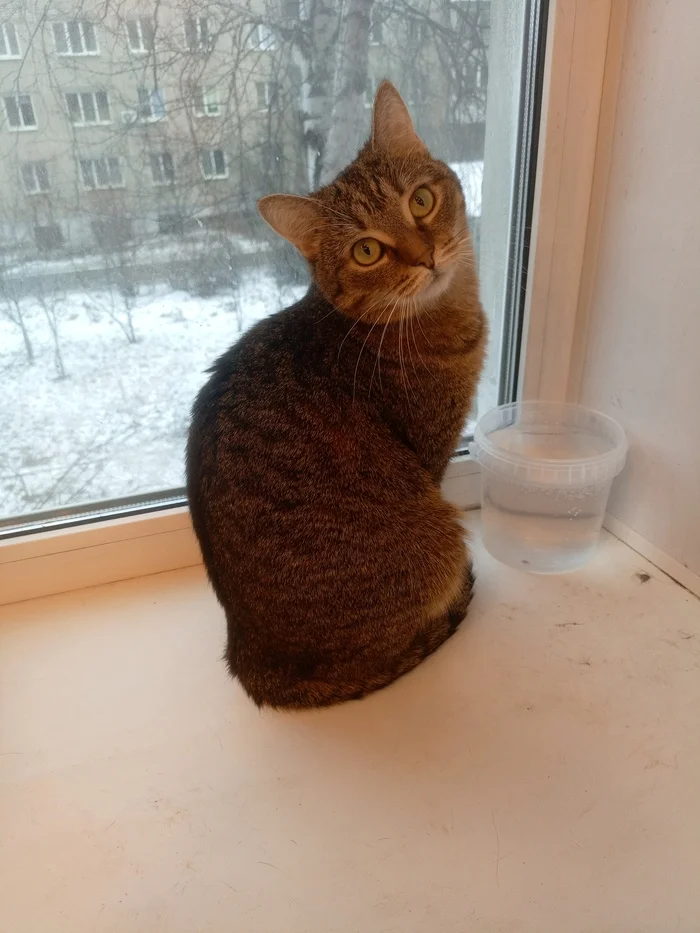 A bouncy girl is looking for a home and kind hands. City of Perm - My, cat, Permian, In good hands, Volunteering, Animal defenders, Animal shelter, Video, Vertical video, Longpost