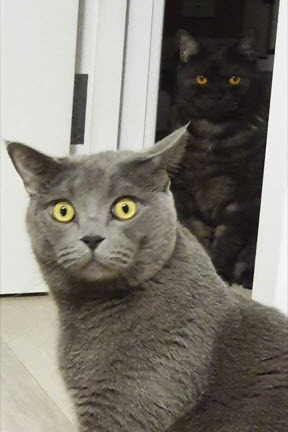 ������� ��������� ��� ���