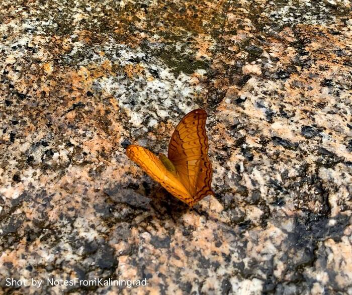 Vindula Erotica - My, Butterfly, Insects, Animals, The photo, Street photography, Thailand, Travels, Longpost