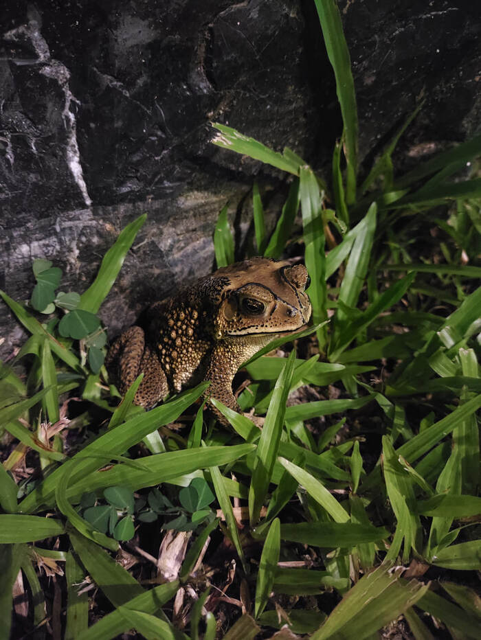 Toad Aga - My, It Is Wednesday My Dudes, Toad, Wednesday, Frogs, The photo, Street photography, Animals, Thailand