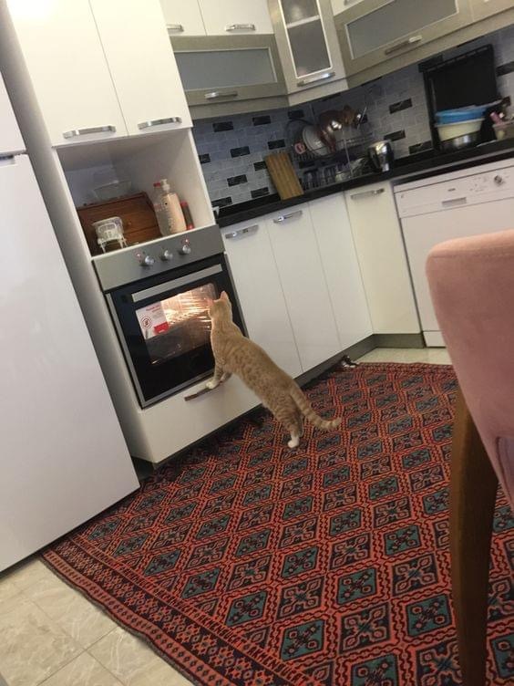 Observer - cat, Oven