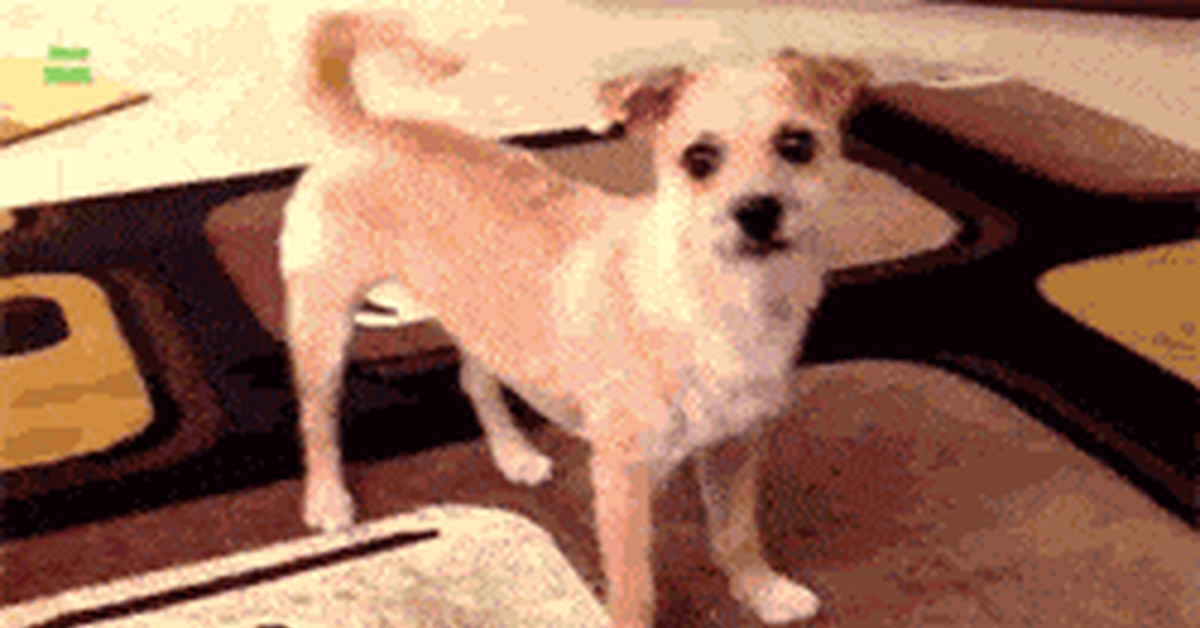 Dog gifs - GIF, Assorted, Dog, Longpost