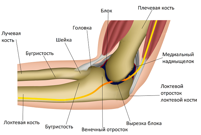 Elbow spur - My, The medicine, Army, Health, Military enlistment office, Spur, Joints, X-ray, Radiology, Orthopedics, Surgery, Conscripts, Bones, Longpost