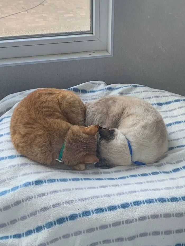 They sync through their ears but pretend to be asleep. - My, cat, Thai cat, Crimea, Sevastopol