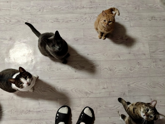 �������, ������, �����, ����